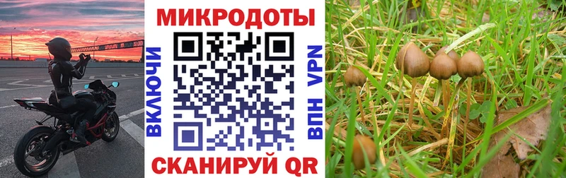 Псилоцибиновые грибы Cubensis  Закаменск 